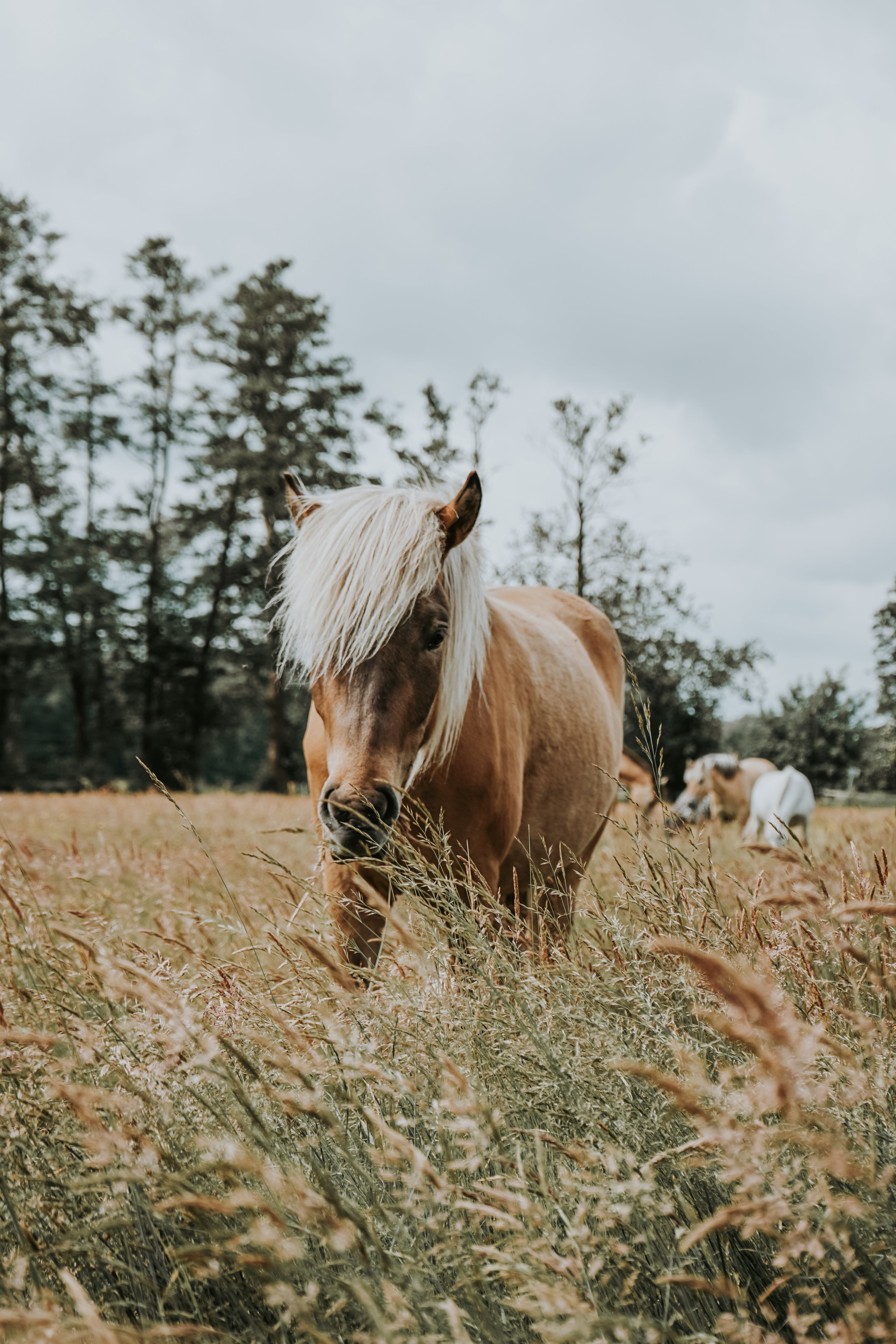 Darmmikrobiom aufbauen beim Pferd: Was wirklich hilft – und was nicht