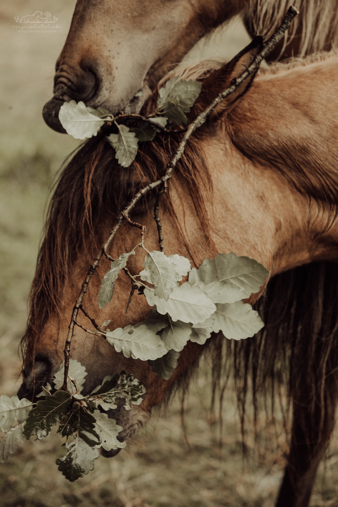 Was fressen Pferde eigentlich wirklich und was bedeutet das für ihr Mikrobiom?