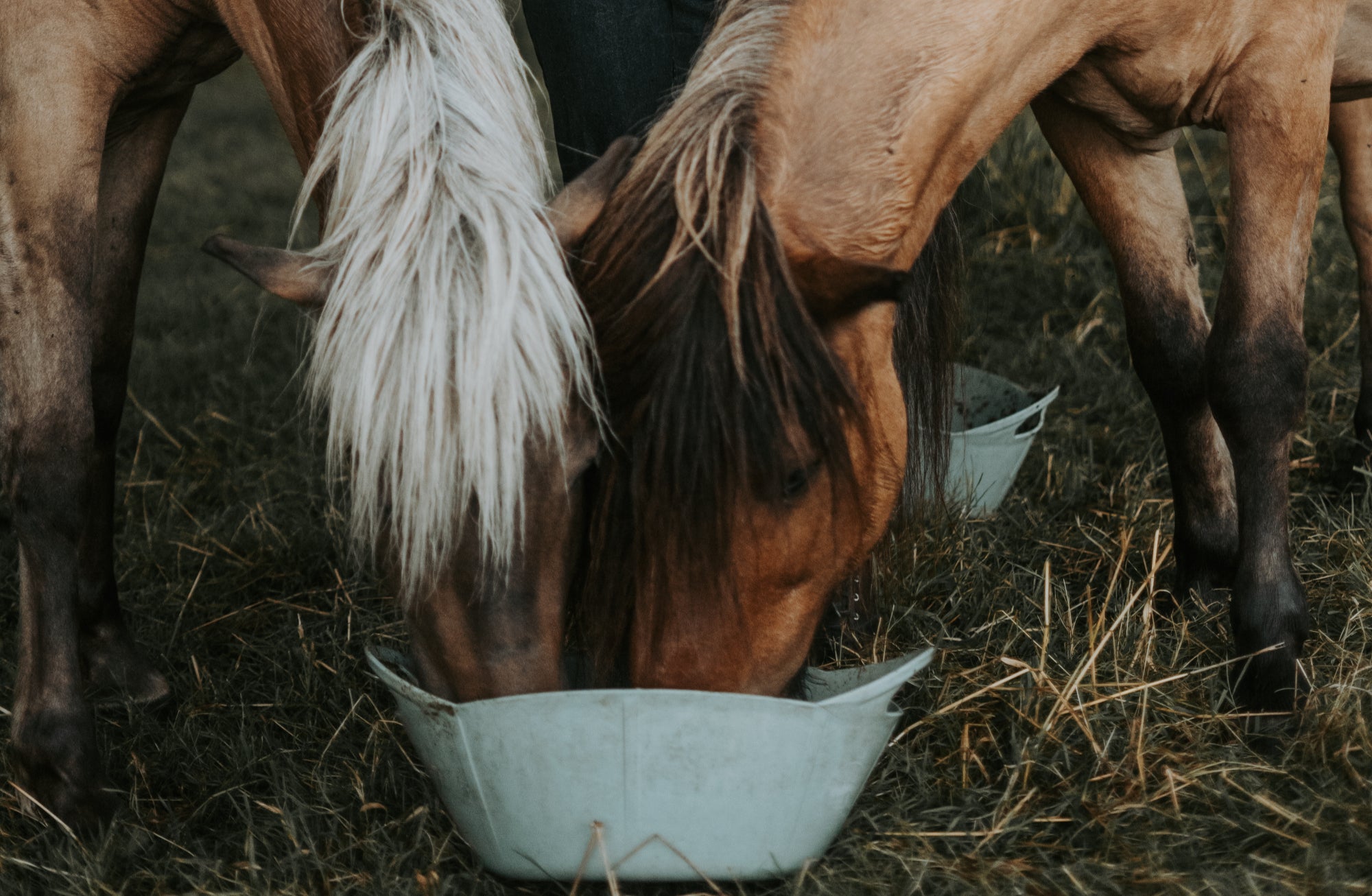 Magengeschwüre beim Pferd: Das Mikrobiom als alternativer Behandlungsansatz