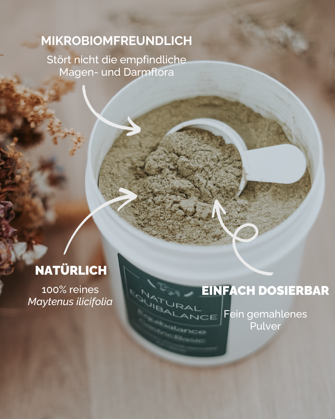 Maytenus ilicifolia Pulver Tee Pferd Ulcerovet