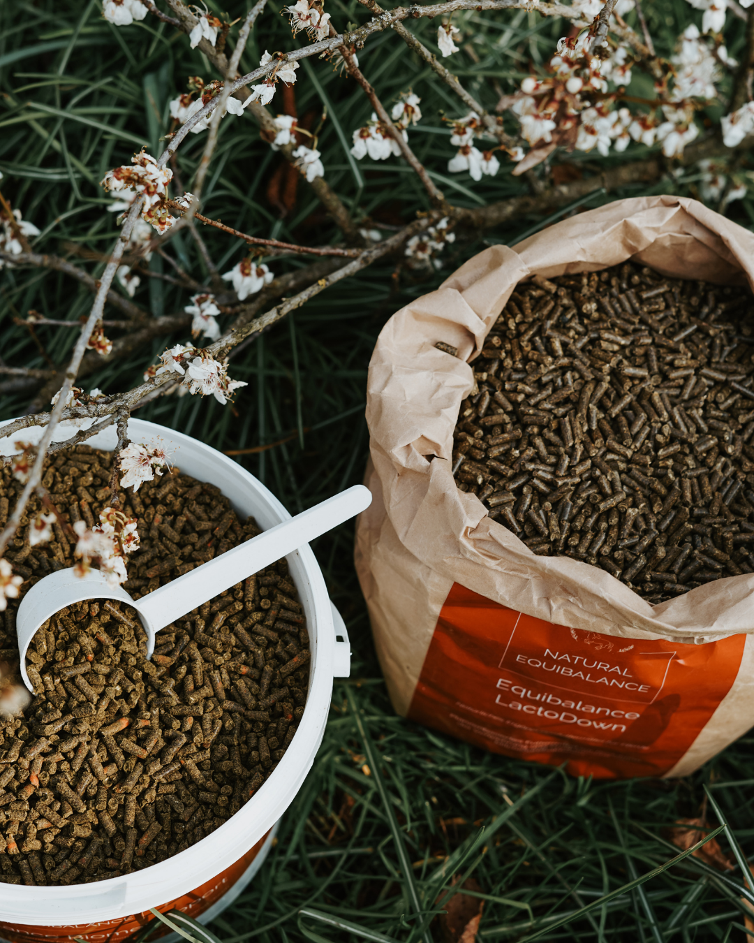 Anweide-Bundle 1: Darmmikrobiom