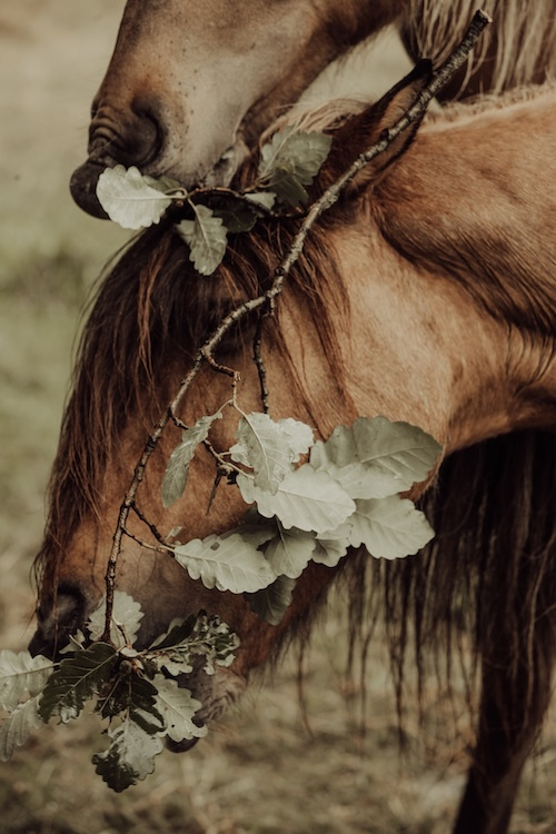 Was fressen Pferde eigentlich wirklich und was bedeutet das für ihr Mikrobiom?