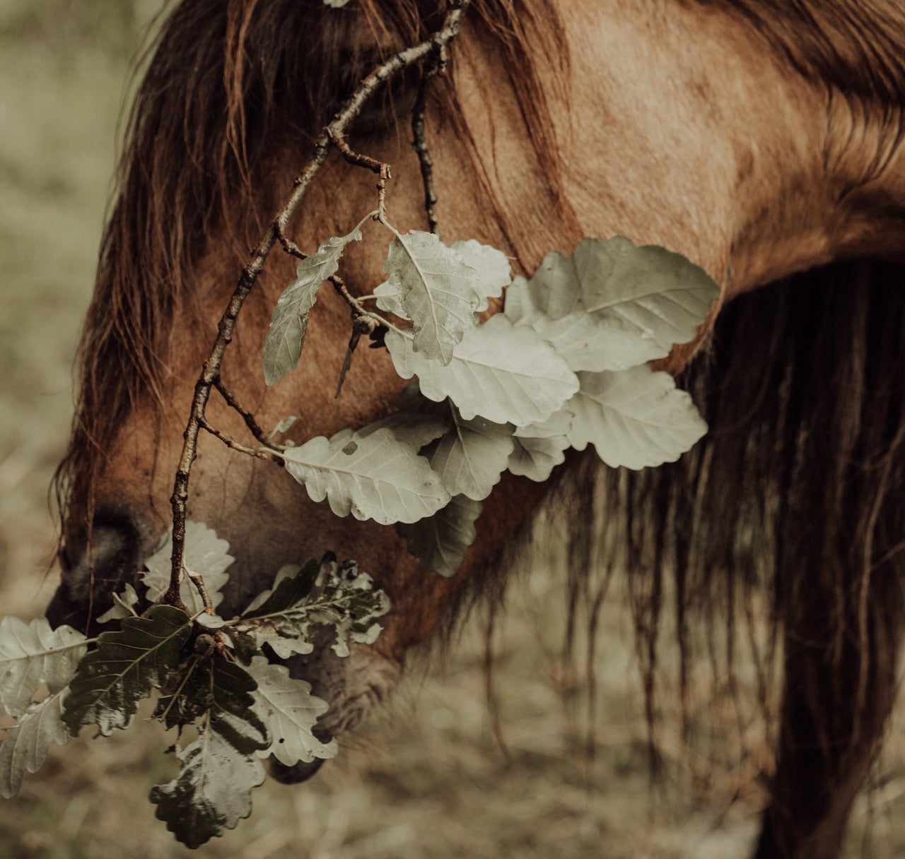 Pferd frisst Eiche