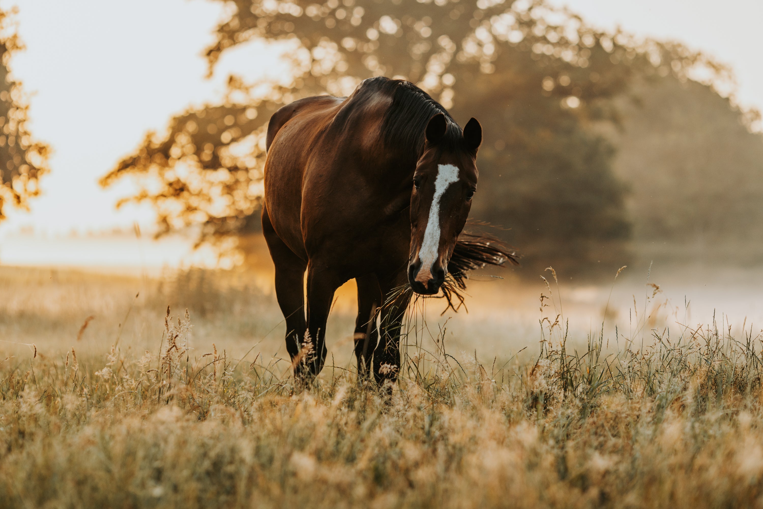 Pferd frisst