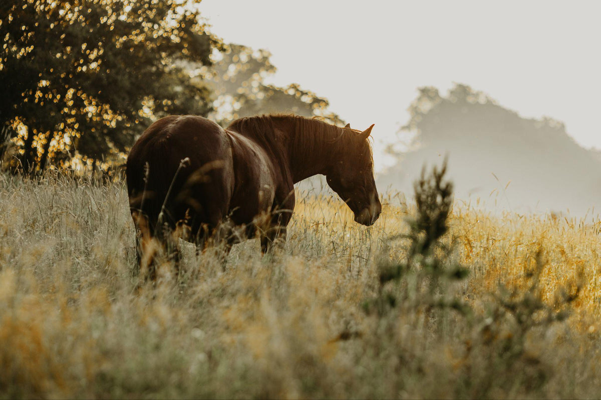 Pferd bei natürlicher Nahrungsaufnahme auf der Weide
